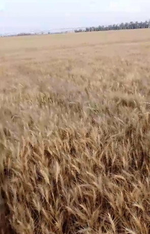 shryk-bras-almal-big-0