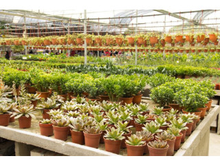 مطلوب شريك سعودي مستثمر مشروع مشتلة ونسيق حدائق