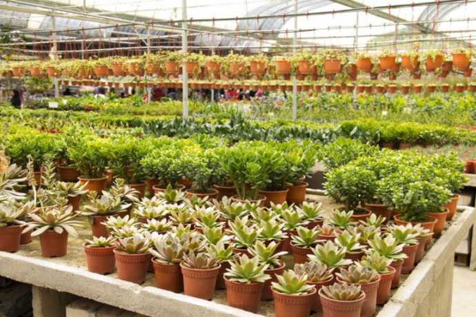 mtlob-shryk-saaody-mstthmr-mshroaa-mshtl-onsyk-hdayk-big-0