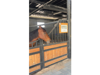 بناء شقق او فلل وبيع تمليك