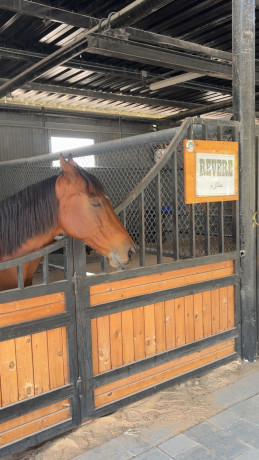 bnaaa-shkk-ao-fll-obyaa-tmlyk-big-0