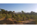 llastthmar-ao-llbyaa-mzraa-mtkaml-aal-altryk-alkadm-mn-alardn-lmntk-algof-small-4