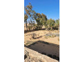 llastthmar-ao-llbyaa-mzraa-mtkaml-aal-altryk-alkadm-mn-alardn-lmntk-algof-small-2
