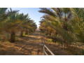 llastthmar-ao-llbyaa-mzraa-mtkaml-aal-altryk-alkadm-mn-alardn-lmntk-algof-small-3