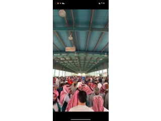 الرياض